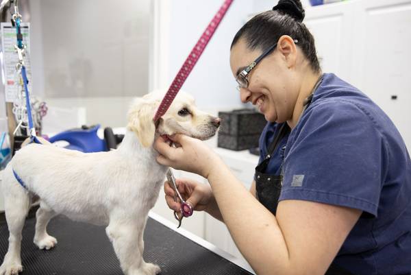 Experienced Dog Bather – Professional Grooming Environment - Escondido (Escondido)