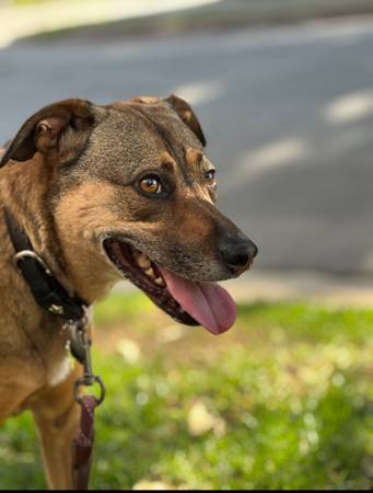 Neigborhood Dog Running (Los Angeles)