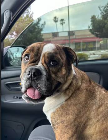 URGENT FOSTER NEEDED – Sweet Bulldog home ASAP   (PAID)
