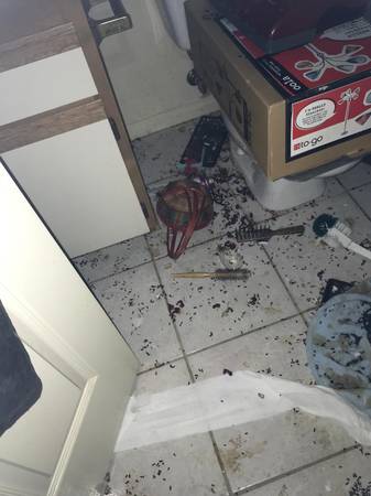 Rodent Solution (Los Angeles CA)