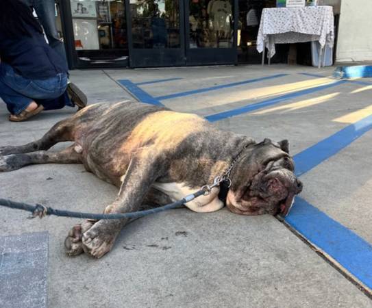 BIG LOVE, BIG DOG – Urgent Foster Needed for Loyal Mastiff Mix