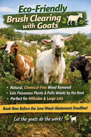 Brush Clearing with Goats
