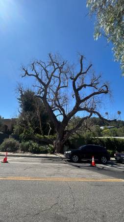 Tree service (Anywhere in the San Fernando valley  and surrounding areas)
