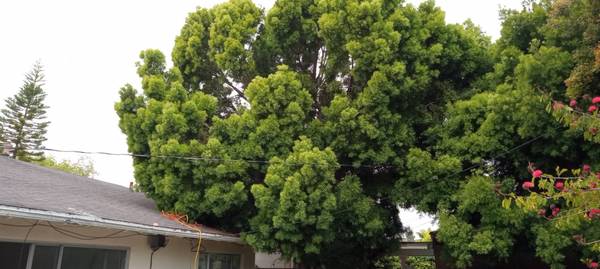 TREE TRIMMING $199  PALM TREE TRIMMING $99 (Text pic for estimate ===)