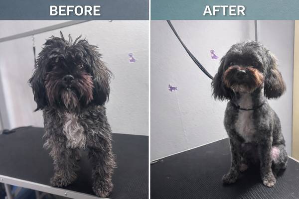 Grooming Hollywood (Hollywood)