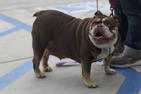 URGENT FOSTER NEEDED – BULLDOG WITH MOBILITY ISSUES (NO STAIRS)
