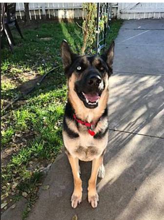 FOSTER HOMES for Dogs URGENTLY NEEDED   (PAID) (Santa Clarita)