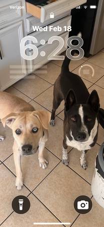 Pet sitting/ basic training/ day care