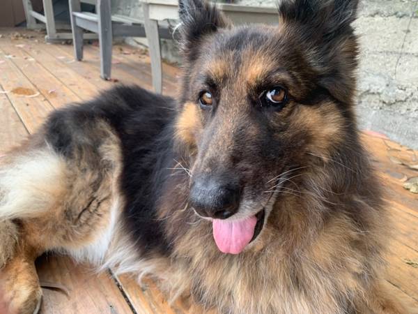 Now Hiring Pet Sitters and Dog Walkers in Various Los Angeles Areas