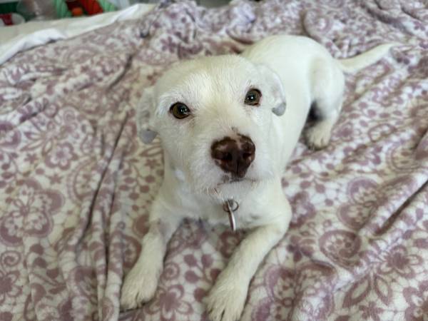 DOG FOSTERS NEEDED NOW – PAID!!!