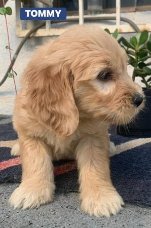 Goldendoodle puppy -- 2 boys available  HYPOALLERGENIC (VICTORVILLE)