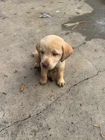 Labrador puppies (South El Monte)