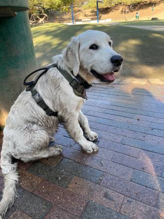 Dog Trainer available for services (Los Angeles)