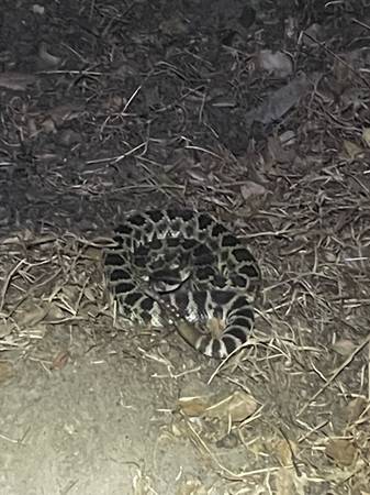 Wildlife Removal  & Repairs Expert (626)680-2446 (Pasadena)