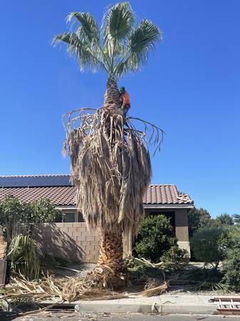 Tree trim & Junk cleanup service (Lancaster)