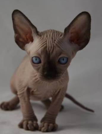 Sphynx cats