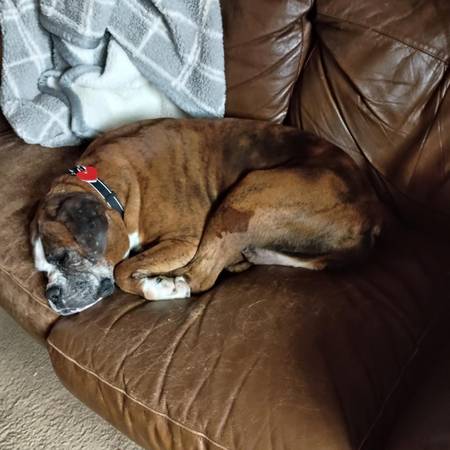 URGENT FOSTER NEEDED – Sweet Senior Boxer