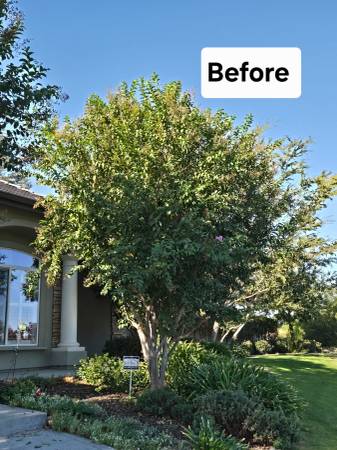 Tree Removals -  D & A Tree Service Inc (Kern)