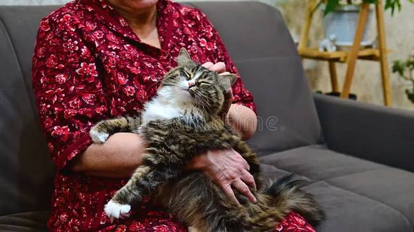 Cat Sitter   West Hollywood / Beverly Hills