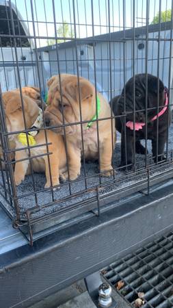 Puppies Shar Pei Born February 13 2026 (Pumpkin Center)