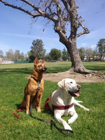 THE DOGGIE BED & BREAKFAST -in home dog boarding/dog sitter! (VALLEY & SANTA CLARITA Surrounding)