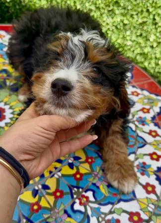 Bernedoodle mini