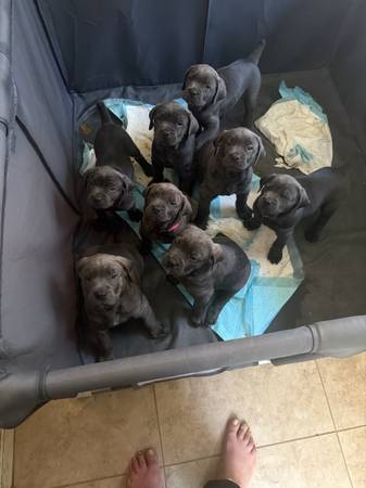 Italian cane. Corso’s full breed All brindle. (Palmdale)