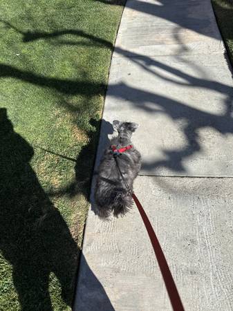Local Dog Walking & Boarding (Victorville)