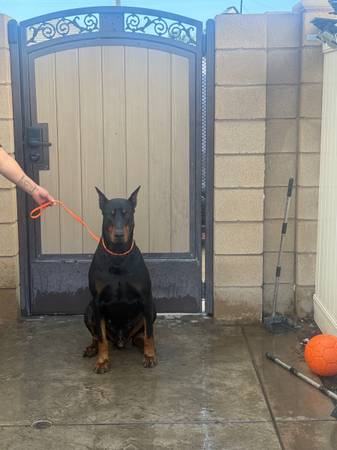 European doberman stud