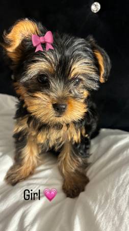 Yorkshire Terrier puppies Looking a home (Winnetka)