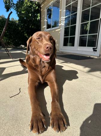 $45.00 / Night Dog Boarding - Family who loves dogs