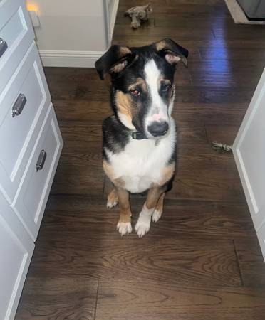 FOSTER HOMES for Dogs URGENTLY NEEDED  (PAID)