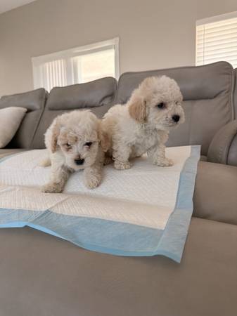 Bruno y leo (Victorville)