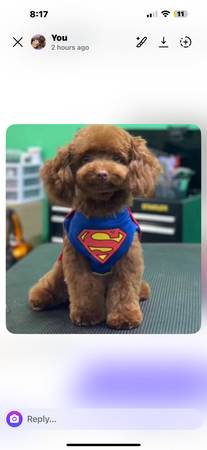 Toy poodle stud service (Rancho Cucamonga)