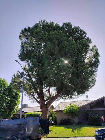 cut pro tree service (Bakersfield)