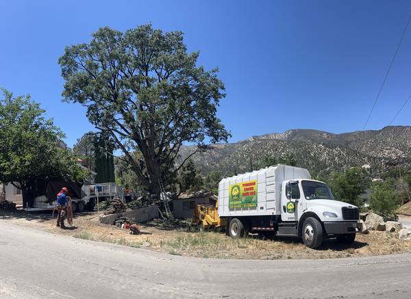 Professional Tree Trimming & Removal Services – Affordable & Reliable! (Bakersfield)