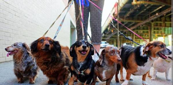 Dog lover and pet sitter