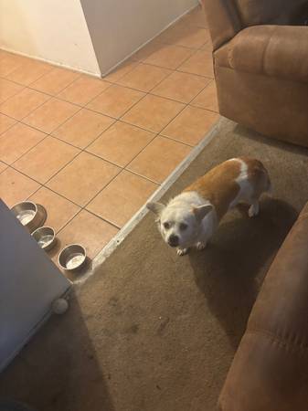 very friendly spaniel dog (mission hills)