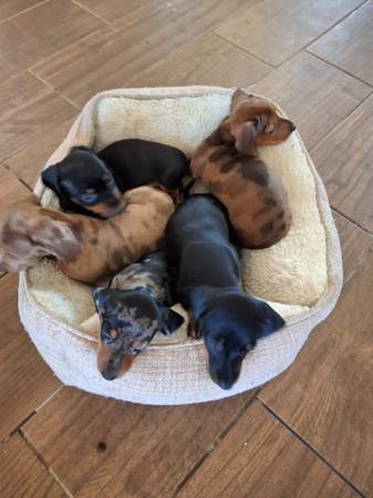 Weiner puppies